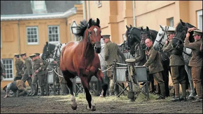 Qui est lauteur du livre « Cheval de guerre » ?