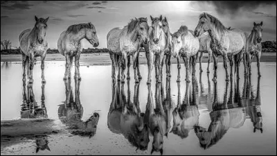 Quels étaient les chevaux les plus touchés par le poison des ifs ?