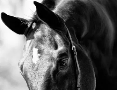 Dans le film « Sacré Graal », les héros nont pas de chevaux. Comment font-ils pour donner limpression du contraire ?