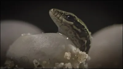 Comment t'occupes-tu de tes petits ?