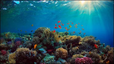 Apprécies-tu le milieu aquatique ?