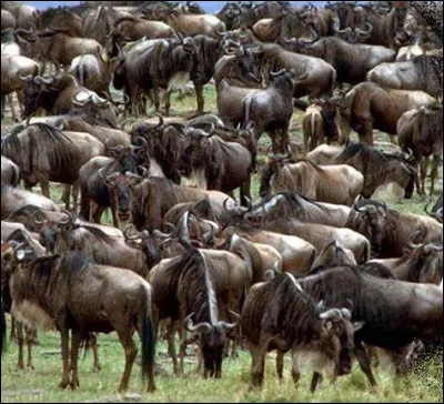 Aimes-tu vivre en groupe ?