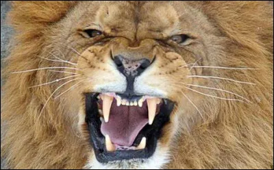 Comment te protèges-tu face à un ennemi ?