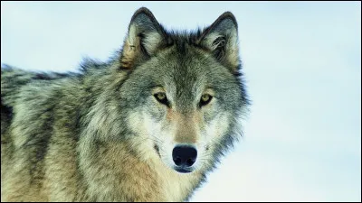 Ont dit souvent que les loups apparaissent quand il y a... ?