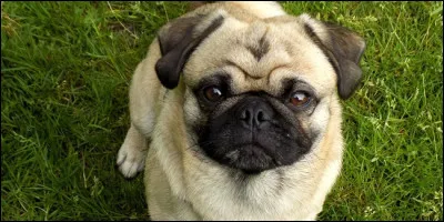 Quelle est cette race de chien ?