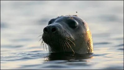 Comment dit-on phoque ?