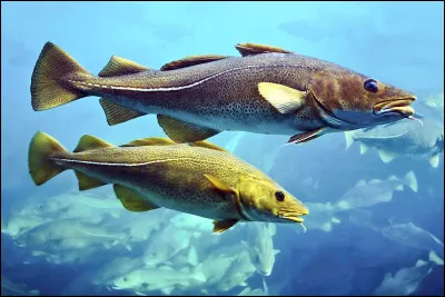 Comment dit-on cabillaud ?