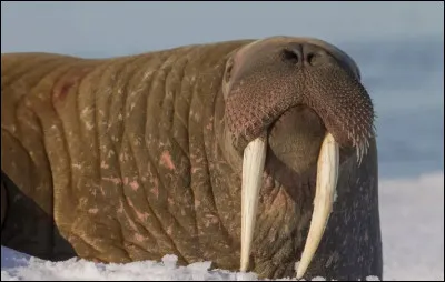 Comment dit-on morse ?