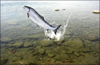 Comment dit-on morse saumon ?