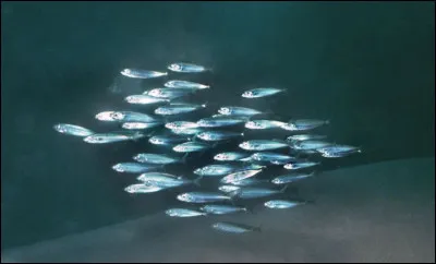 Comment dit-on hareng ?