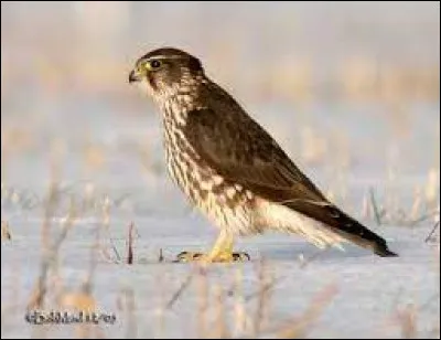 Comment dit-on faucon émerillon en Vieux Norrois ?