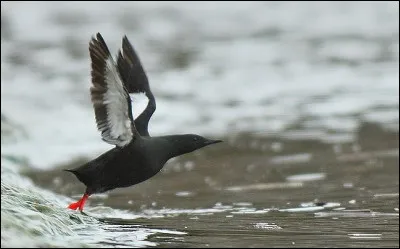 Comment dit-on guillemot à miroir en Vieux Norrois ?