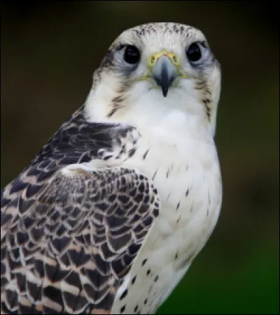 Comment dit-on gerfaut en Vieux Norrois ?