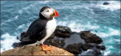 Comment dit-on macareux en Vieux Norrois ?