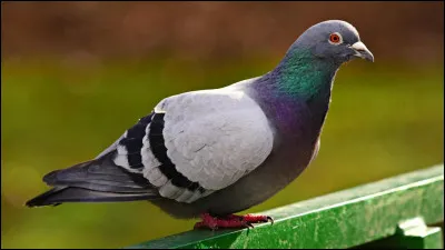 Comment dit-on pigeon en Vieux Norrois ?