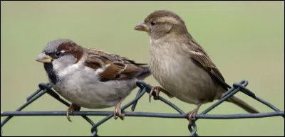 Comment dit-on moineau en Vieux Norrois ?