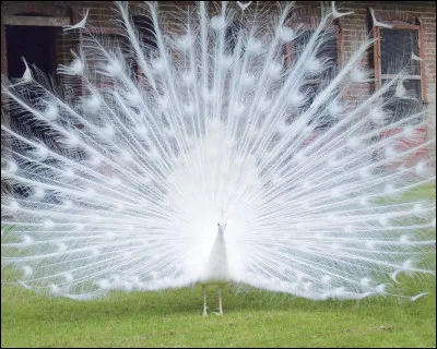 Comment dit-on paon en Vieux Norrois ?