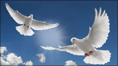 Comment dit-on colombe en Vieux Norrois ?