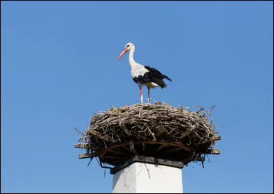 Comment dit-on cigogne en Vieux Norrois ?