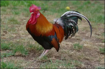 Comment dit-on coq en Vieux Norrois ?