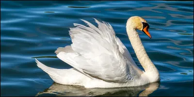 Comment dit-on cygne en Vieux Norrois ?