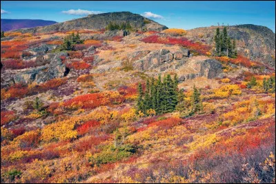Quel nom porte la formation végétale des zones froides, constituée de mousses, de fougères et de lichens ?