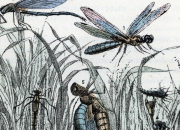 Quiz Les insectes en Vieux Norrois