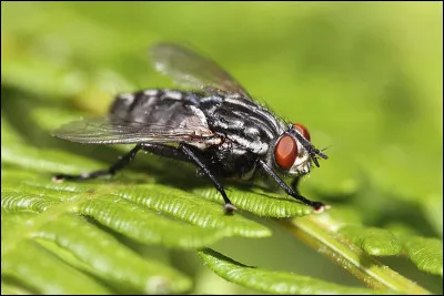 En Vieux Norrois, taon se dit...