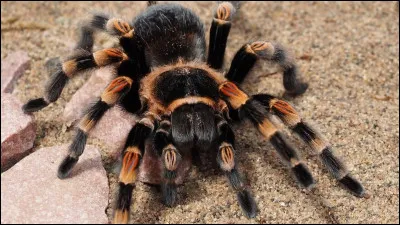 En Vieux Norrois, araignée se dit...