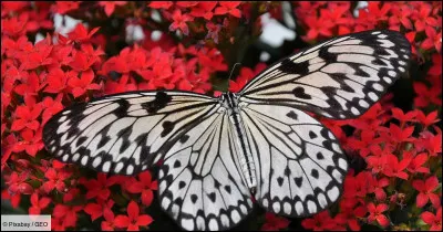 En Vieux Norrois, papillon se dit...