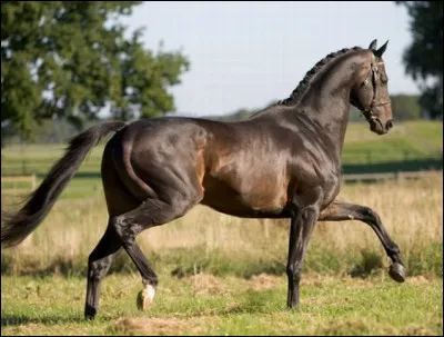 Quelle est la traduction d'étalon ?