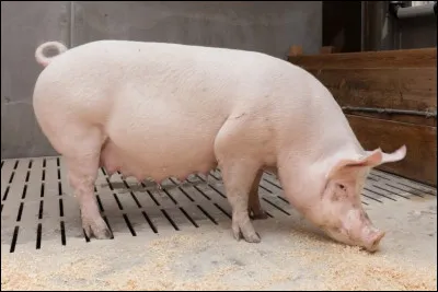 Quelle est la traduction de truie ?