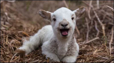 Quelle est la traduction d'agneau ?
