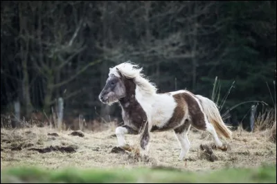 Quelle est la traduction de cheval ?