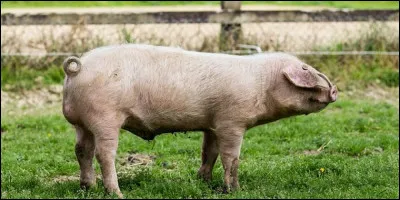 Quelle est la traduction de porc ?