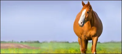 Quelle est la traduction de jument ?