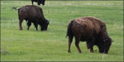 Quelle est la traduction de bison ?
