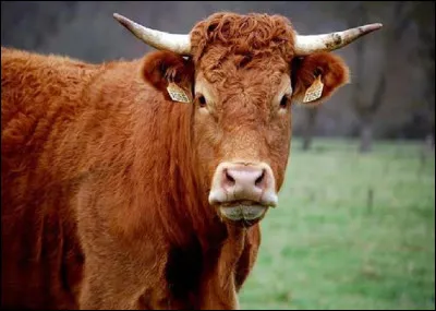 Quelle est la traduction de buf ?