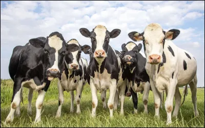 Quelle est la traduction de vache ?