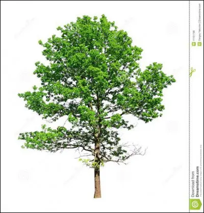 Quel est cet arbre ?