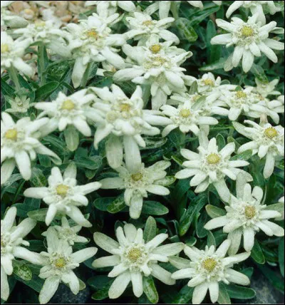 "Étoile des neiges" est une chanson composée en 1930 en Autriche, reprise ensuite en plusieurs langues et dans plusieurs pays. En France elle a connu un grand succès en 1950, interprétée par ...