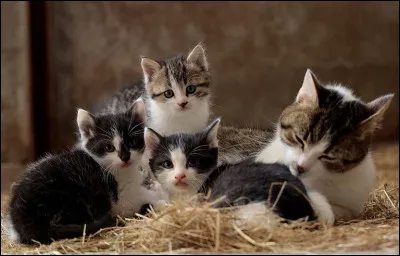 Lequel de ces mots ne désigne pas une race de chat ?