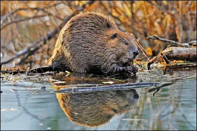 En Vieux Norrois, castor se dit...