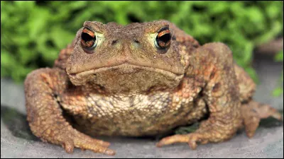 En Vieux Norrois, crapaud se dit...