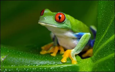 En Vieux Norrois, grenouille se dit...