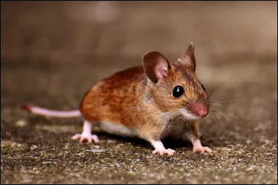 En Vieux Norrois, souris se dit...