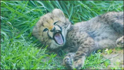 Quelle est la gestation d'un guépard ?