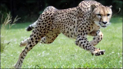 Quel est le nom scientifique du guépard ?