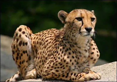 Quelle est son espérance de vie ?