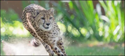 Quand devient-il adulte ?